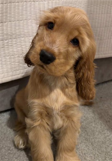 No crying please x #baby #puppy #tiktok #cockerspaniel #doglover