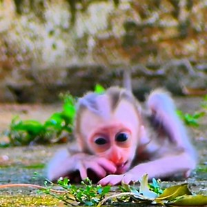 Super angry poor baby monkey shacking crying so loud furious mom careless, Drop him alone on the ground | Monkey BiBi
