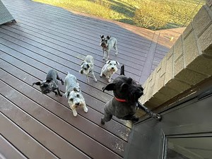 Barking and Howling Schnauzers | Life With Schnauzers