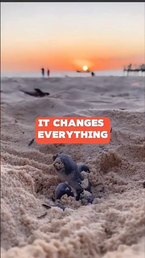 Temperature Decides Gender: The Sea Turtle’s Survival Secret