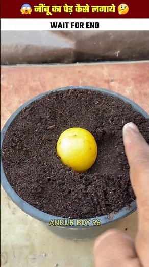 How to plant a lemon tree ? | निम्बू का पेड़ कैसे लगाये ? | #shorts #ytshorst