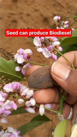 This seed can produce Biodiesel ,Pongam Tree ,Bio fuel tree, useful trees, agro forestry #plantlover