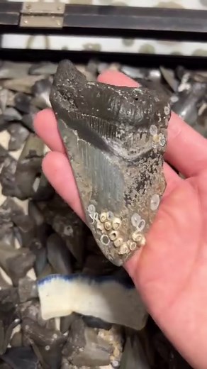 125K views · 1.6K reactions | Sharks teeth 麗 I found in the river #fossil #fossilhunting #sharkdiving #sharkteeth #treasures #nuggetnoggin | Nugget Noggin | Facebook