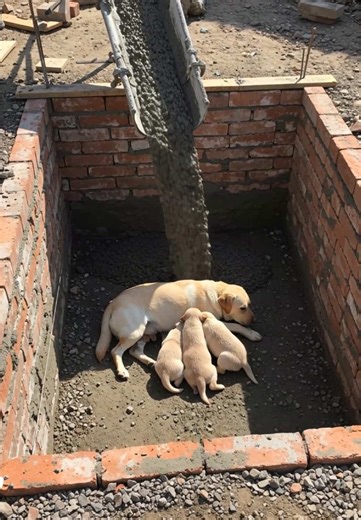 Golden Retriever Saves Family from Potential Disaster