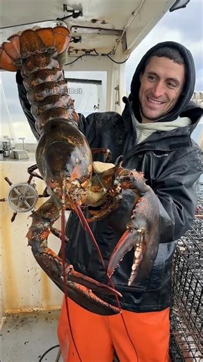 ❌ Stop Mixing These Up! Do You Know the Real Difference? | #factbolt #viralfacts #shorts #seafood