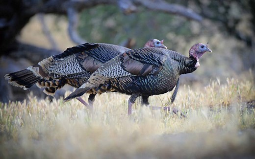 How Fast Are Turkeys? See How Fast They Can Run and Fly