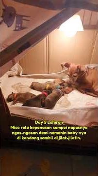 Miso rela kepanasan sampai ngos-ngosan demi nemenin baby nya 🥰😍 #dogmom #puppy #puppies #doglife
