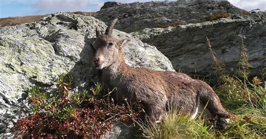 Chasser en Suisse romande