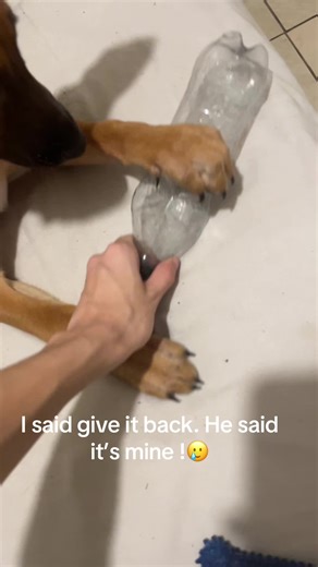 Everything is HIS to him 🥹, anyone else’s puppy like this ?#sheprador #puppytok #puppychaos #dogsoftiktok #newpuppyowner