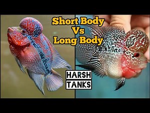 ShortBody vs LongBody Flowerhorn | Flowehorn Purchase Guide | How to Buy Flowerhorn