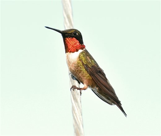 Mystery Solved: Why You Never See a Male Hummingbird