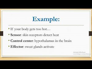 Homeostasis and Control Systems