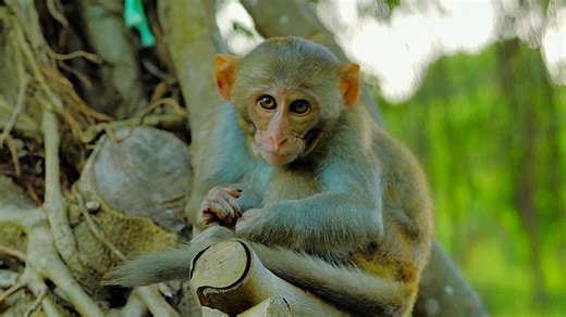 Watch what happens when you get too close to a monkey with a camera