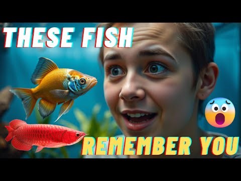 Top 5 Smartest Fish That Can Recognize Their Owners!