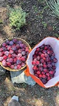 If you have a favorite plum recipe I’d love to try it! #growyourownfood #gardenharvest #fruit