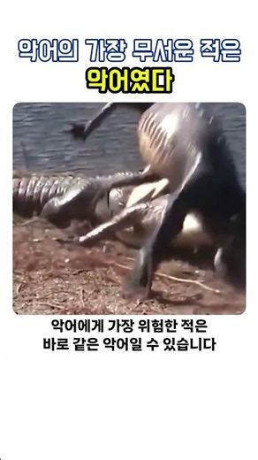 악어의 가장 무서운 적은 악어였다 #Shorts #악어 #동족포식 #동물행동학 #언더독만세