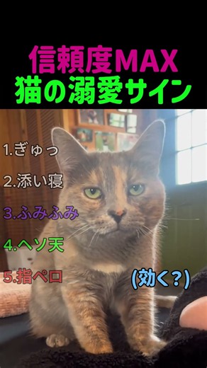 【信頼度MAX】猫が飼い主を溺愛している時に見せる特別な行動5選！