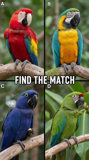 Only 3% Can Pass This Jungle Memory Test