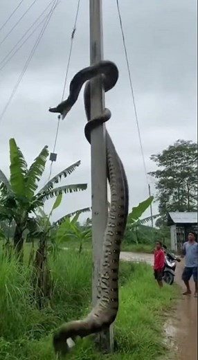 AI Anaconda Touches Power Line | Educational Wildlife Visual Reconstruction