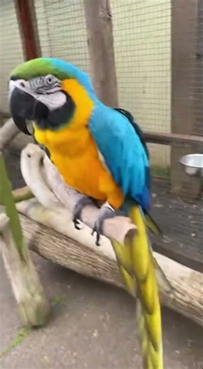 Macaw Freed by New Robin Hood in Daring Zoo Mission