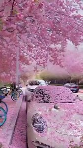 Spring in Japan 😍🌸🇯🇵 | Ghibli Community