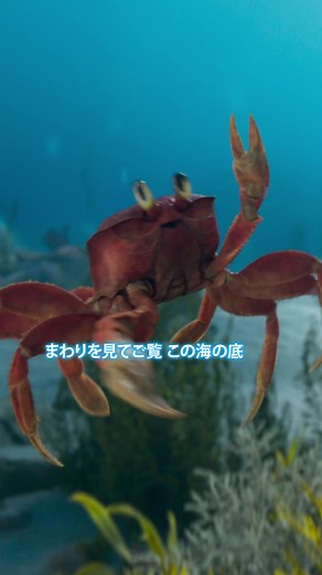 「アンダー・ザ・シー」吹替版ミュージッククリップ！海の素晴らしさを堪能！アリエルのコーラスも！#木村昴 #アンダーザシー #リトルマーメイド #アリエル #ディズニー #映画