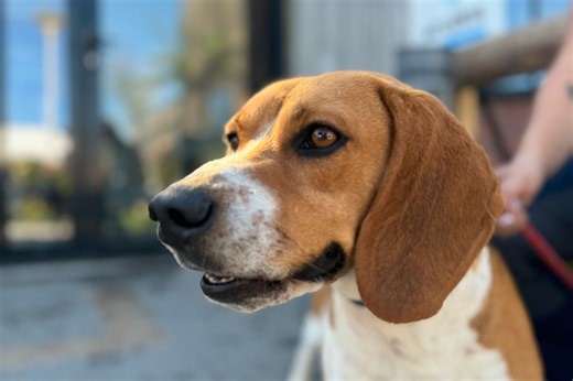 Nuja, beagle de 4 ans, est à adopter à l'APA du Puy-de-Dôme