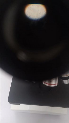 Calcium Oxalate in Urine sediment looks under the microscope #crystals #urineanalysis #urinecrystals