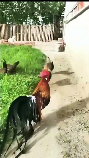 ✨ Golden Black Phoenix Chicken | Rare Fancy Rooster with Shiny Feathers 🐓🔥 #shorts