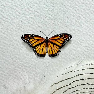 Monarch Butterfly, Original Painting, Tiny Art - Etsy