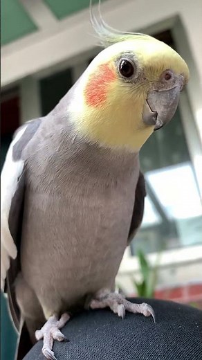 Cockatiel cute imitation show! ❤️ #cockatiel #birds #parrot #cute #whistle