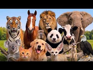 Animal Sounds | Learn Animal Name with real Sounds for Kids | Educational video #animalsounds