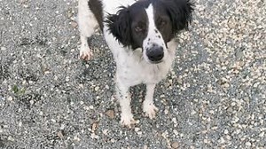 Heeeey you, give me some attention 😆 I wanna play, and hug you and give you lots of kisses ! My name is Corea and I'm a Spaniel cross Pointer ! I'm only 3 years old and all I ask for is....a forever home to live ! Wanna know my story ? I was rescued by a family on their way to a corean festival,you see I was dumped in the middle of the road and almost got killed by cars.The family got me into their car and drove me home.I was so stressed though that I escaped from their garden.They were looking