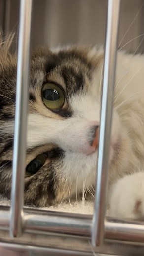 57K views · 1.6K reactions | Now through Saturday, you can bring home two cats or kittens for the price of one at the SPCA Serving Erie County! Who are you adopting? | The SPCA Serving Erie County, NY | Facebook