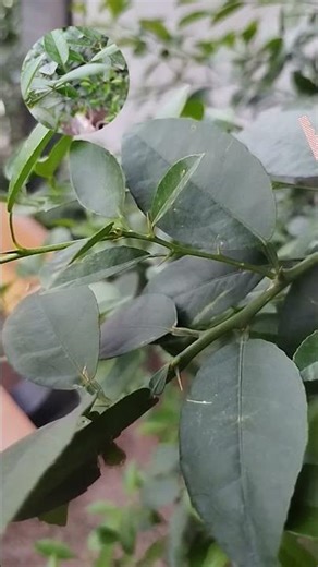 What is the science of thorns in citrus #science #biology #citrus #thorns #healingplants#plantbeauty