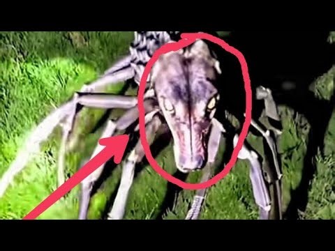 The 10 Strangest Animals Ever Discovered! 🔍😱