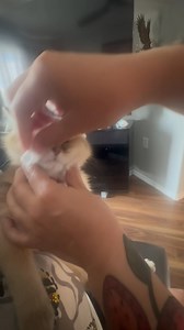 When Fawn Woods new kitten kept crying all night cuz it was her first night home so we decide to sing her a roundy to make sure she knows she supported lmfao she may be a british shorthair but shes a nehiyaw cat now | Tia Wood