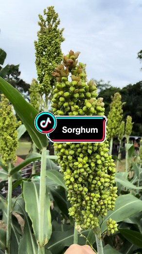 Sorghum Benefits and Cooking Tips