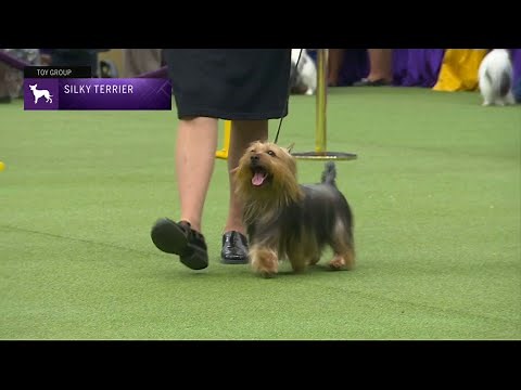 Silky Terriers | Breed Judging 2023