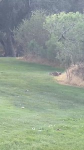 Algo Random on Reels