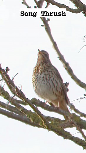 43K views · 770 reactions | A virtuoso performance from the forest's hidden gem. Listen to the Song Thrush repeat its beautiful melody! #reels #bird #nature #sound #singing | Okicau | Facebook
