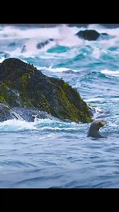 The otters #animals #otter #otterlife | Animal Documentary