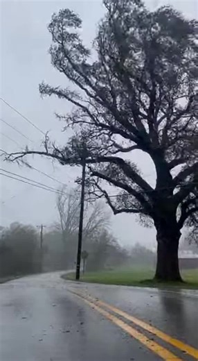 tree falls in crazy windstorm #fyp #wind #ai