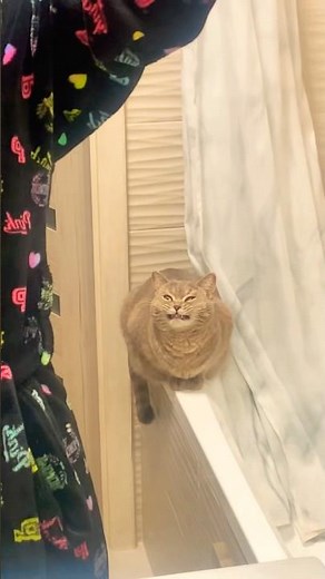 Cats With the Funniest Expressions Ever 😹🐾