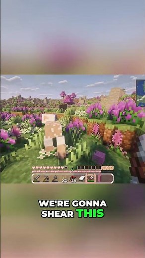 Rare Pink Sheep in Minecraft Let's Find It!