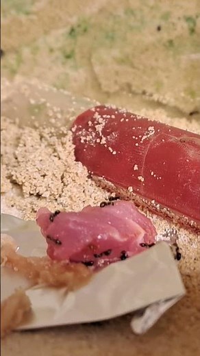 Lasius Niger Xena von 24 Fütterung Fleisch Timelaps