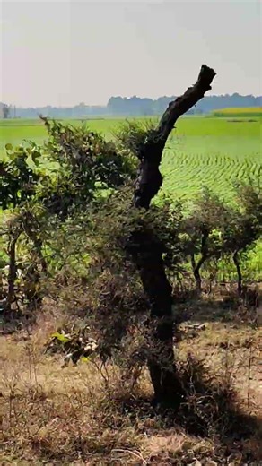 Train ke nazare... shorts train train running status