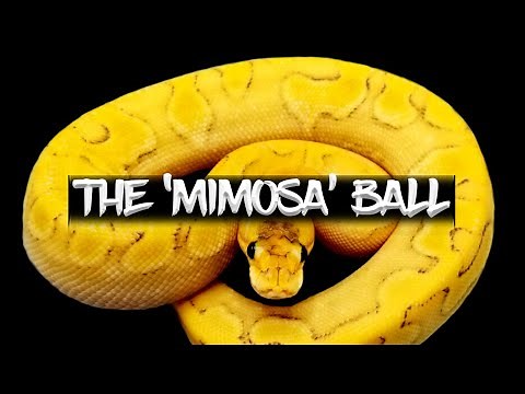 The 'Mimosa' Ball Python