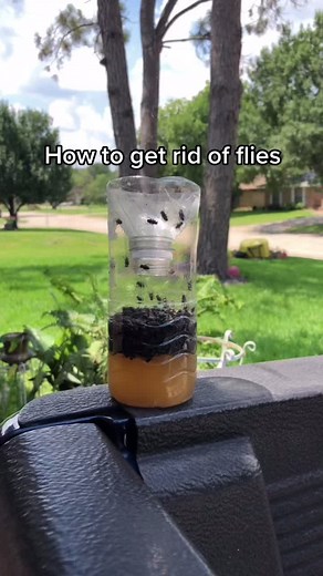 How to trap and kill flies #flies#diy #dead#house#goals#homeremedy #mood