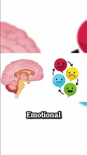 actually explained: Every Part of the Brain Explained Simply